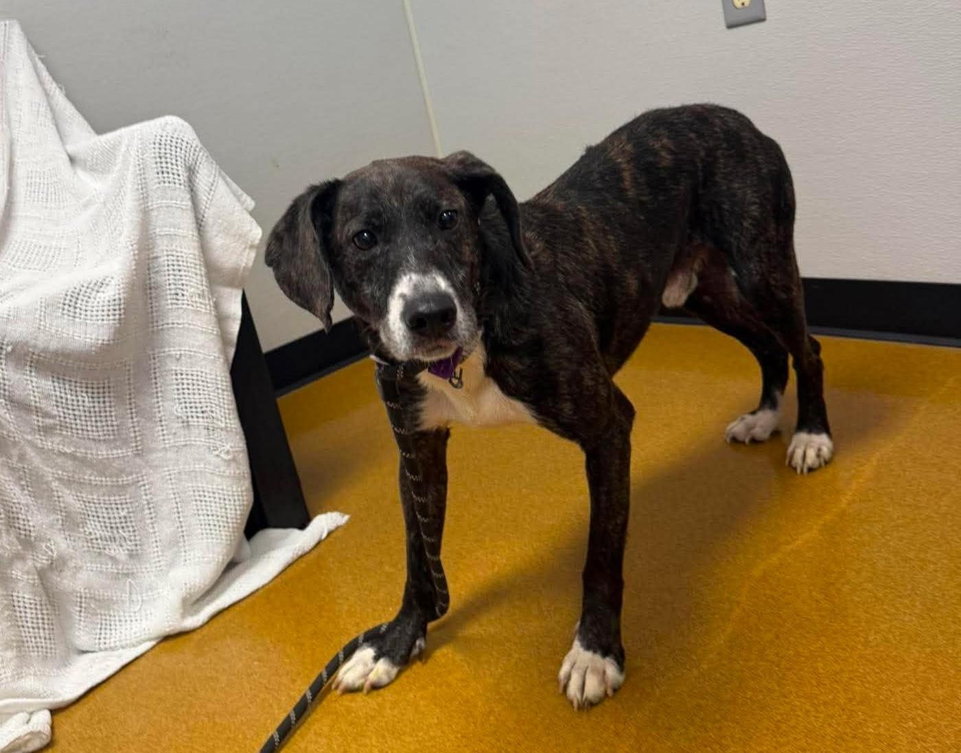 Sasquatch, Adoptable, Adult Male Plott Hound.