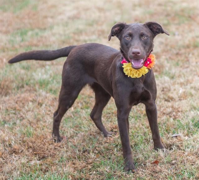 GLINDA, Adoptable, Young Female Labrador Retriever.