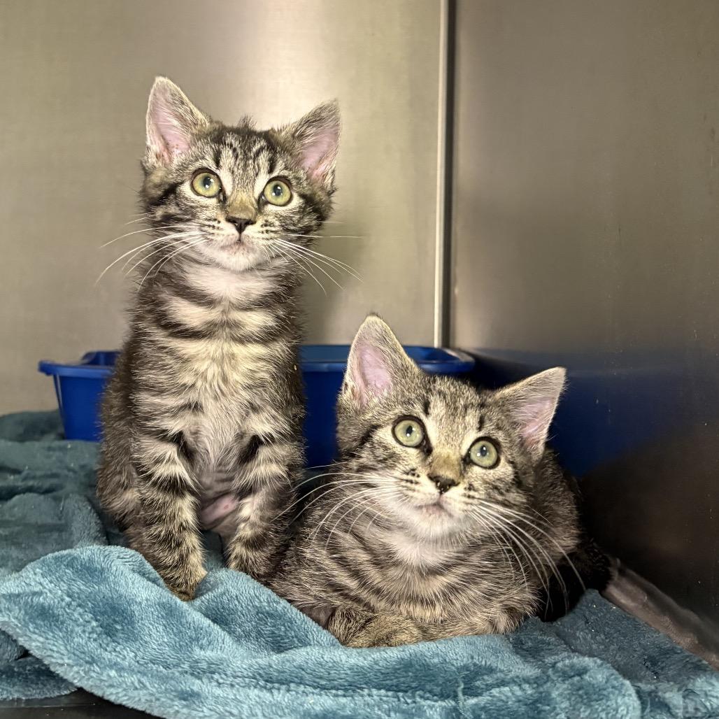 Enlarge Lucy, a Adoptable Domestic Short Hair in Arden, NC image 2/6