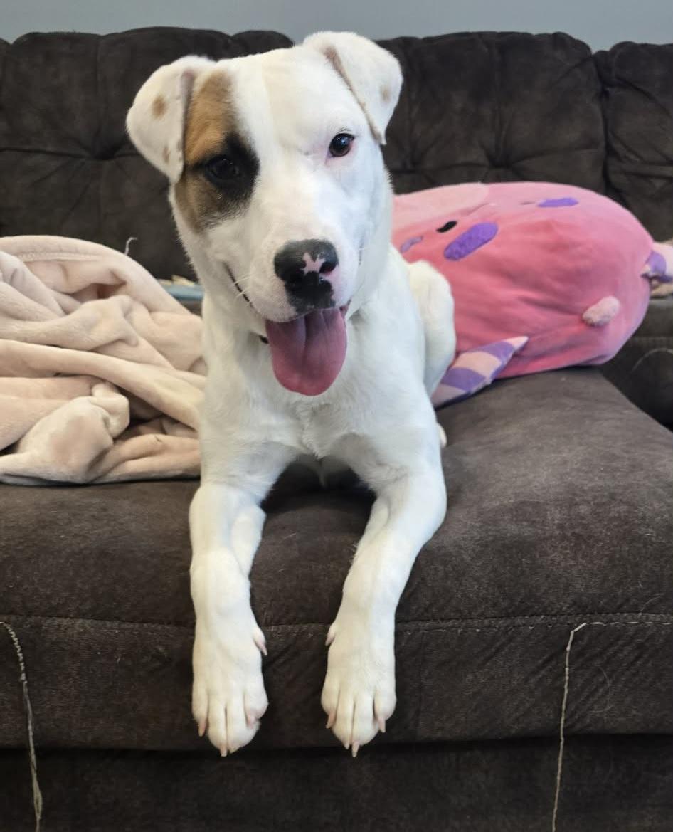 Enlarge Daisy, an adopted mixed breed in Grand Rapids, MI image 1/1