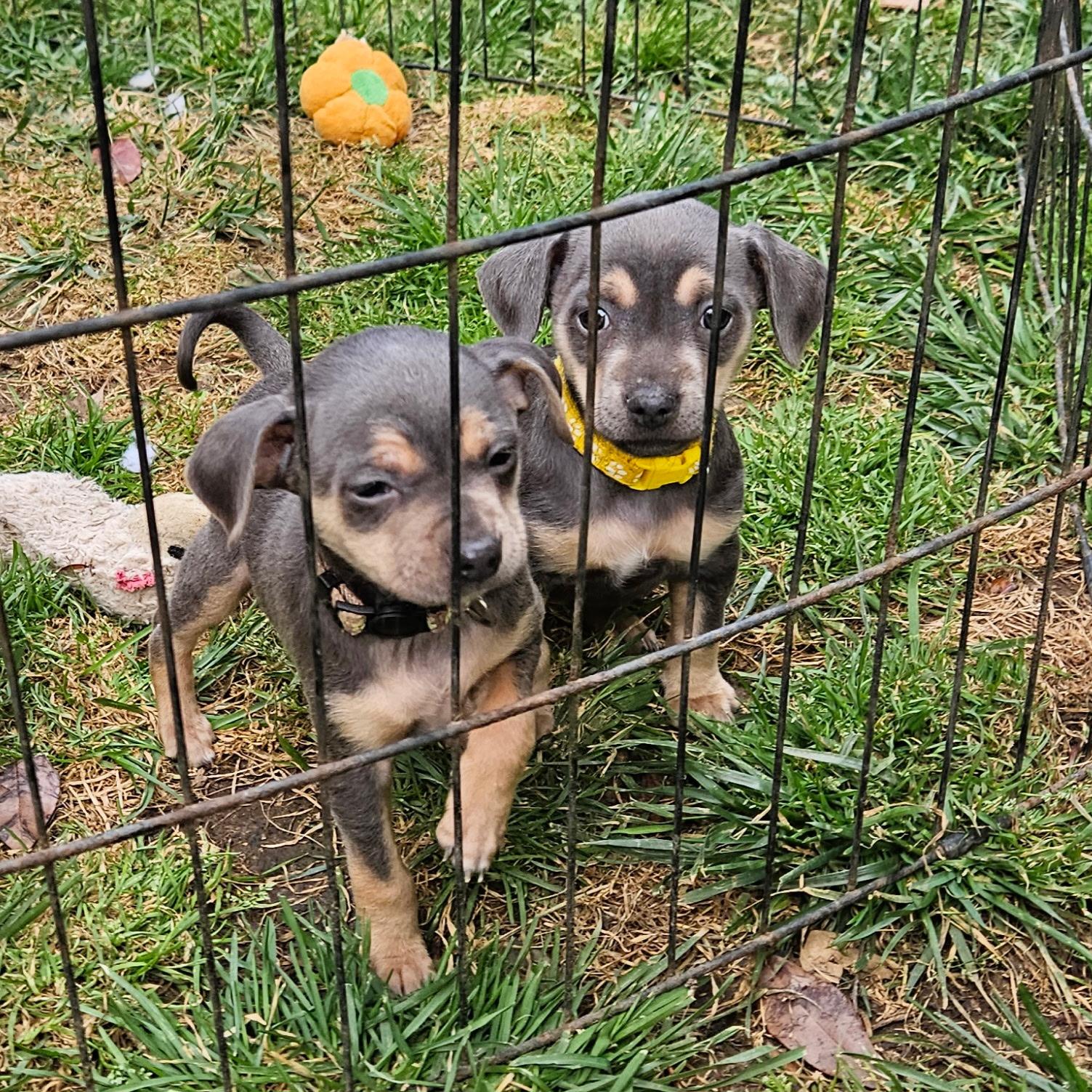 Cricket, an adopted mixed breed in clayton , CA image 3/3