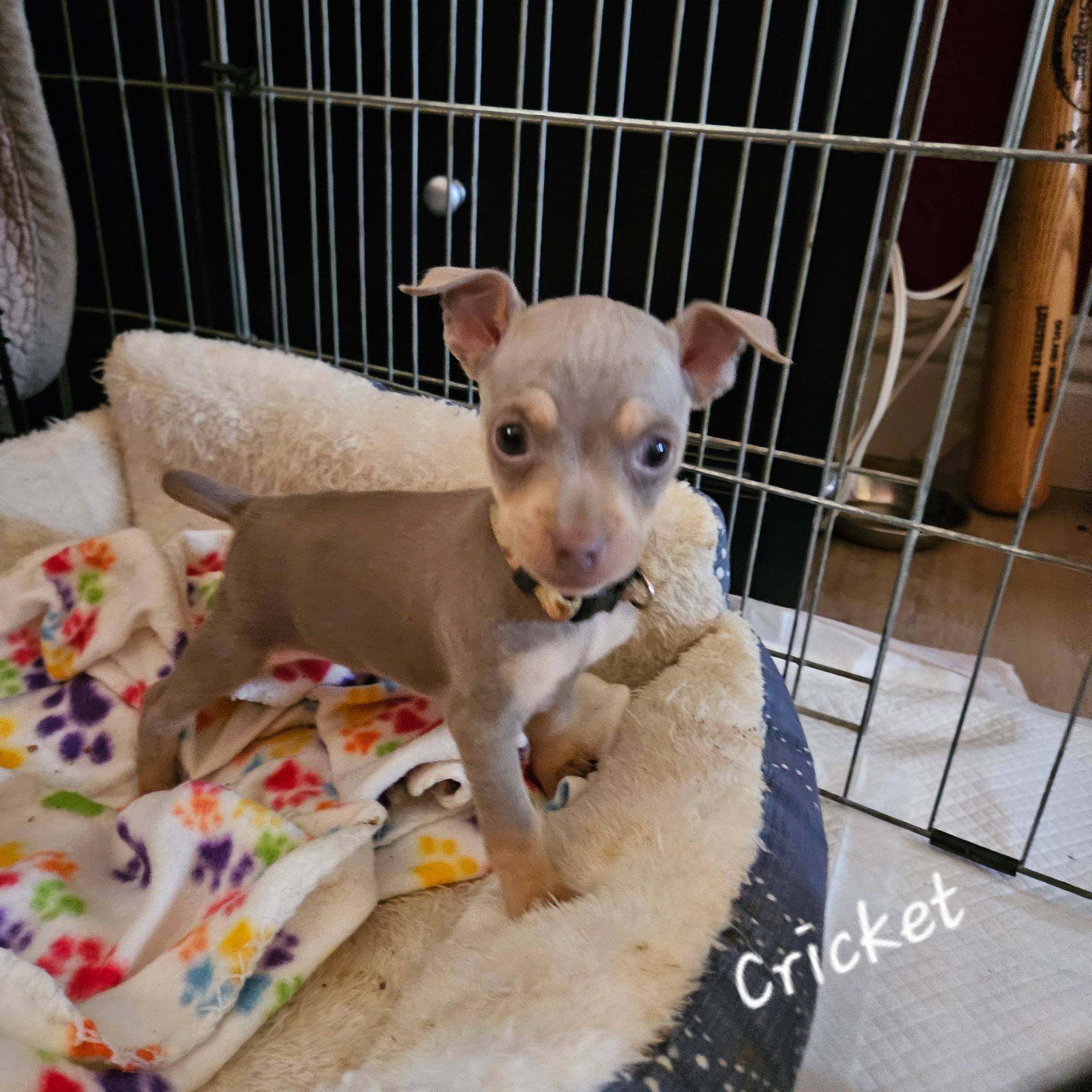 Cricket, an adopted mixed breed in clayton , CA image 1/3