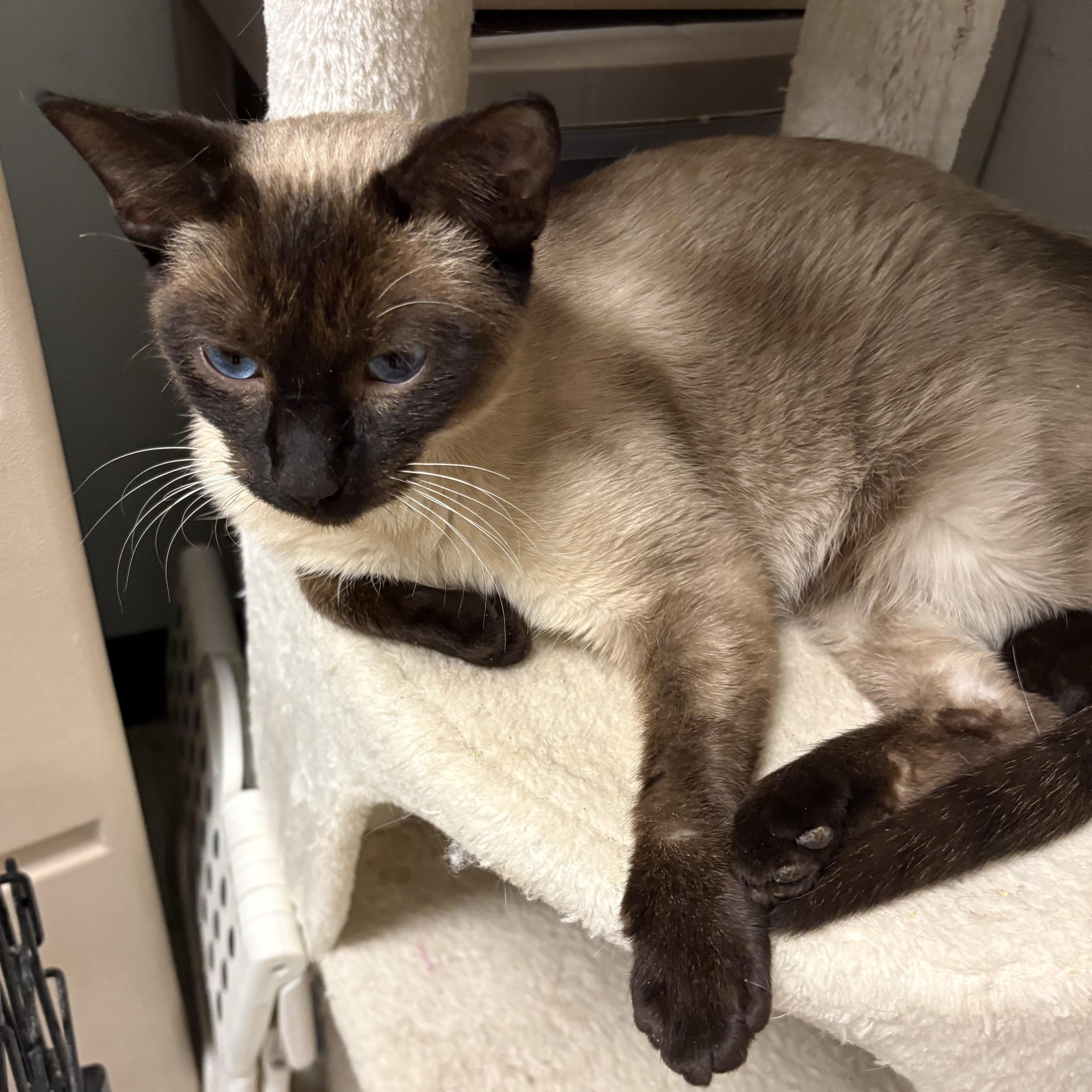 Pasta, an adopted Siamese in Wayne , NJ image 2/3
