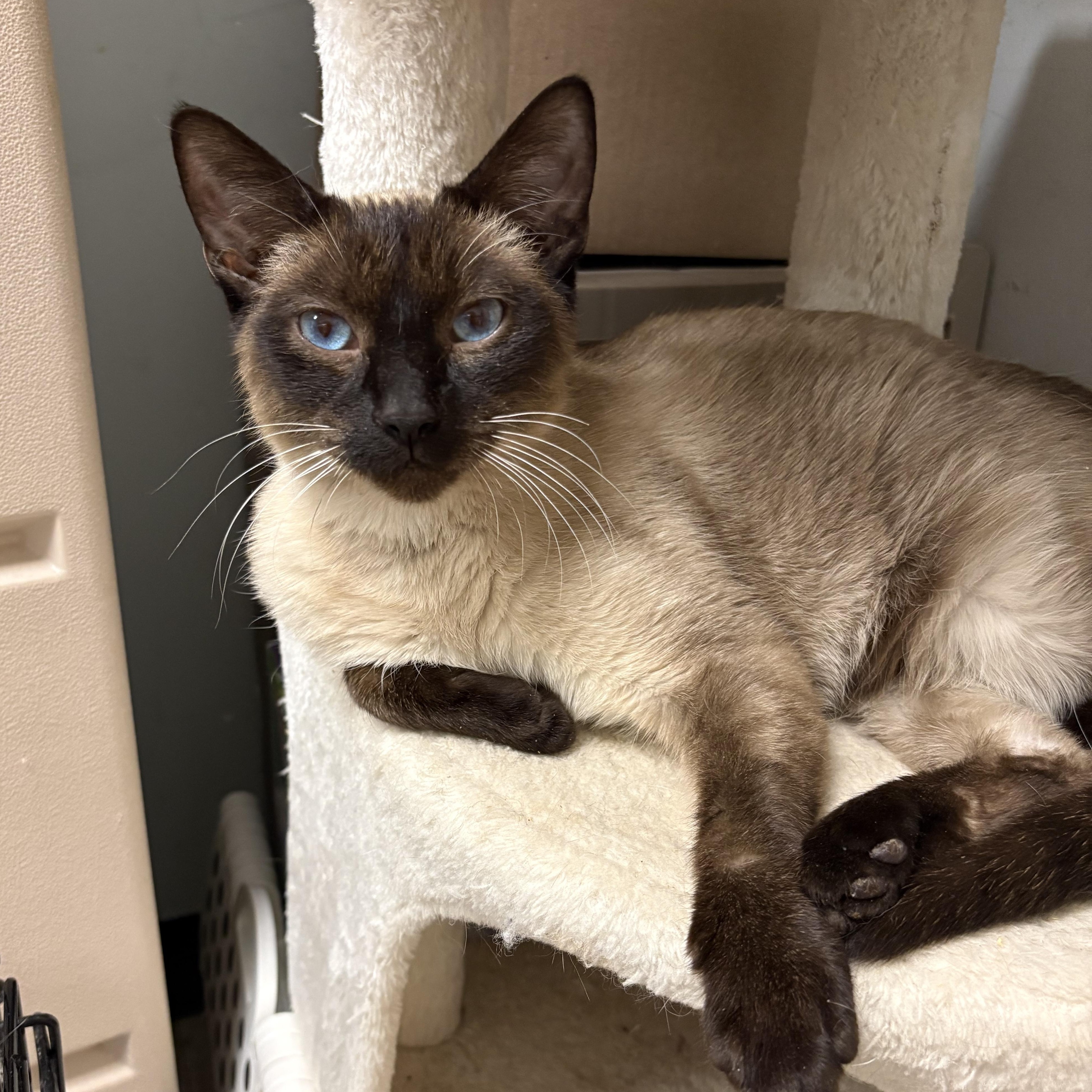 Pasta, an adopted Siamese in Wayne , NJ image 1/3