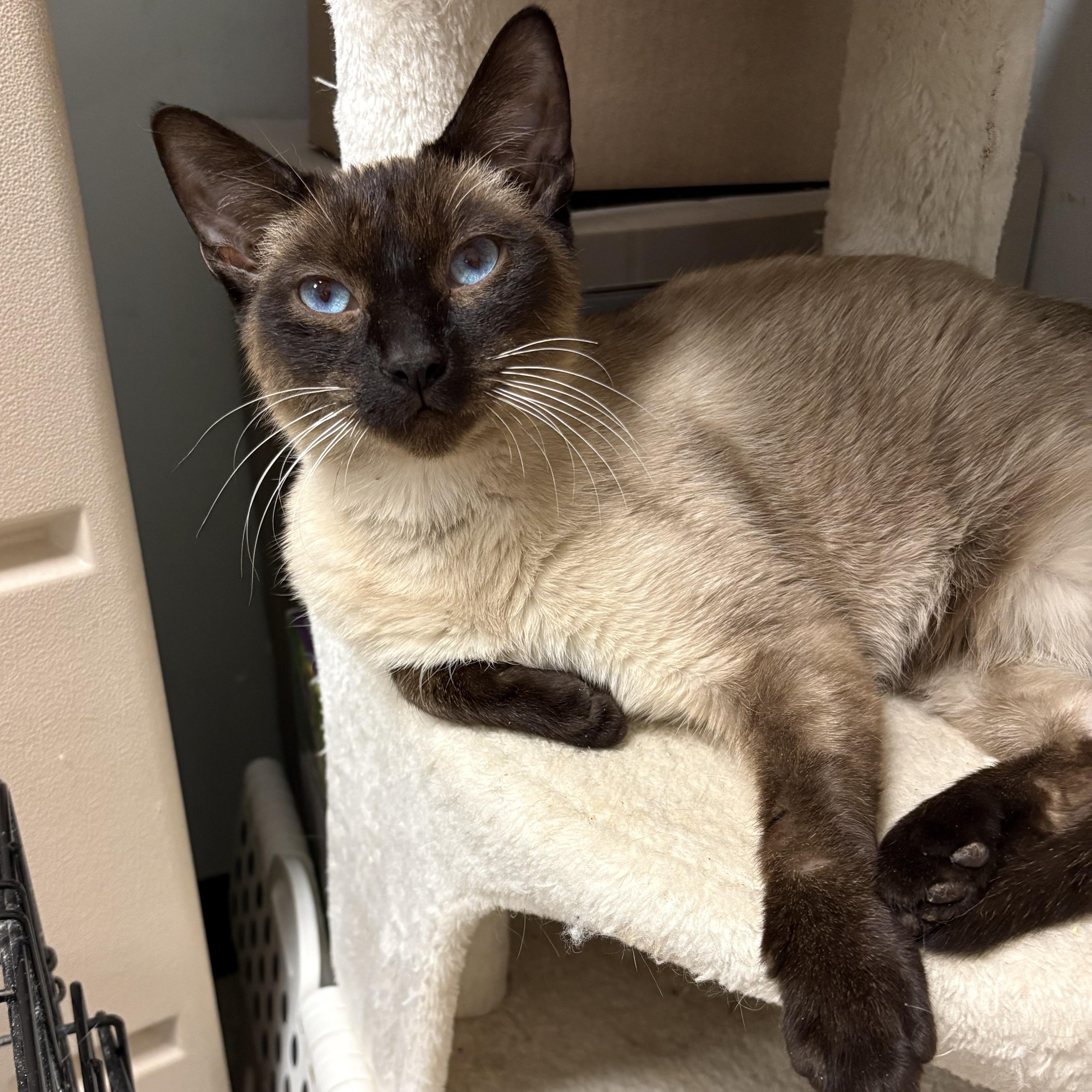 Pasta, an adopted Siamese in Wayne , NJ image 3/3