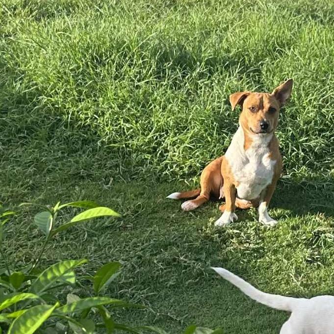 Caddie, a Adoptable Mixed Breed in Frederiksted, VI image 1/4