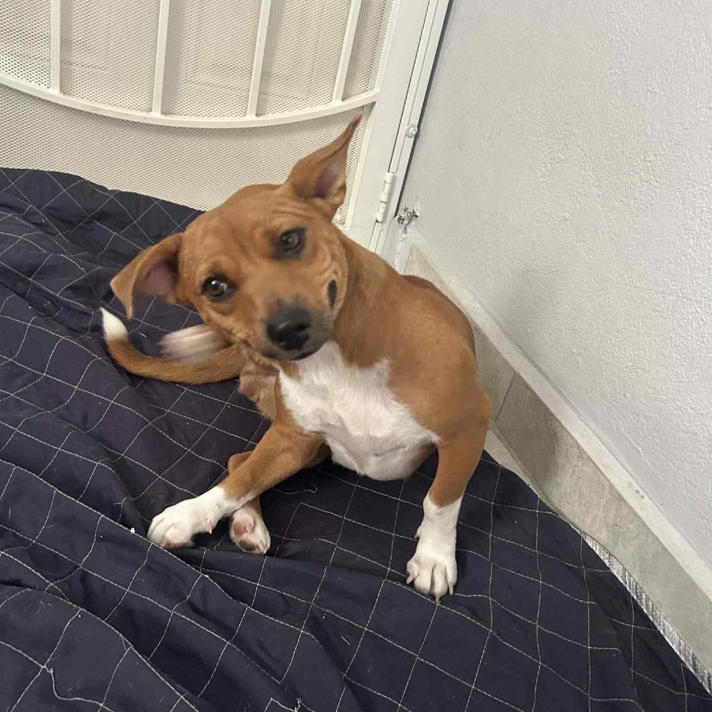 Caddie, a Adoptable Mixed Breed in Frederiksted, VI image 2/4