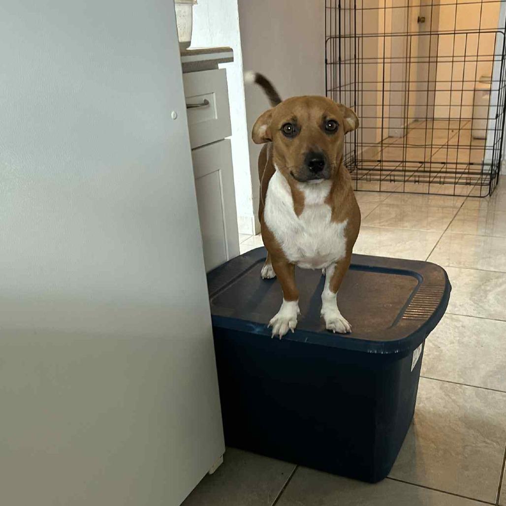 Caddie, a Adoptable Mixed Breed in Frederiksted, VI image 3/4