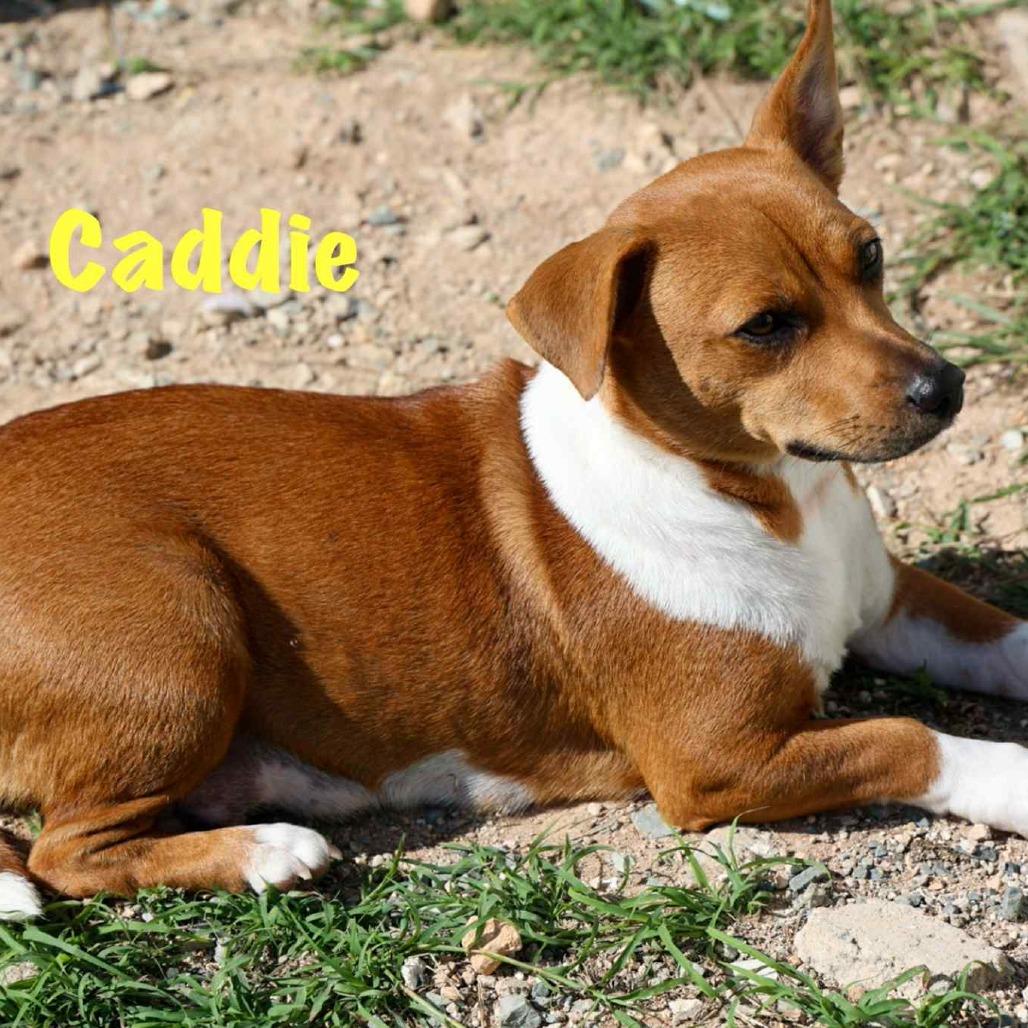 Caddie, a Adoptable Mixed Breed in Frederiksted, VI image 4/4