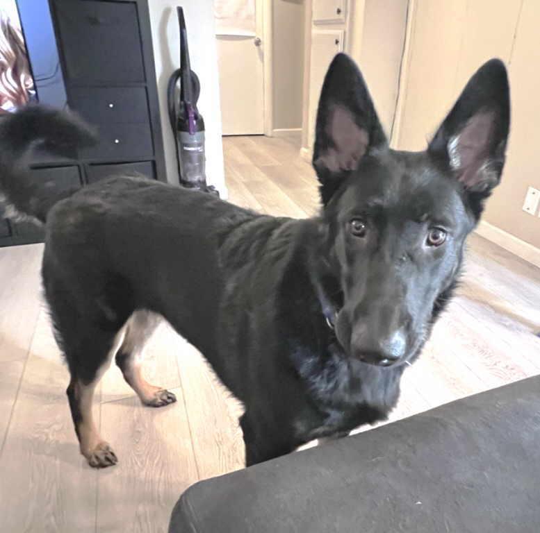 Gravie, Adopted, Young Male German Shepherd Dog.