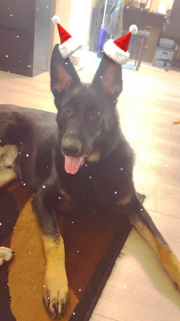 Gravie, a Adopted German Shepherd Dog in Pleasant Grove, CA image 2/3