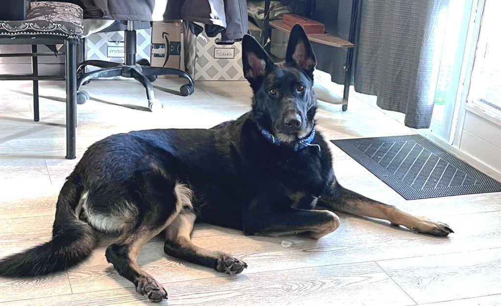 Gravie, a Adopted German Shepherd Dog in Pleasant Grove, CA image 3/3