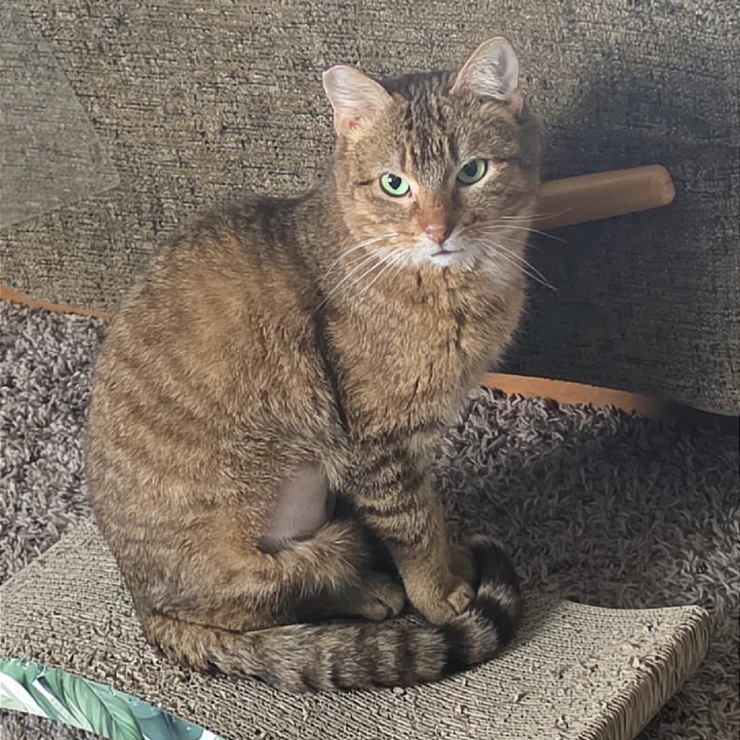 Norman, a ADOPTABLE Domestic Short Hair in Pardeeville, WI image 2/6