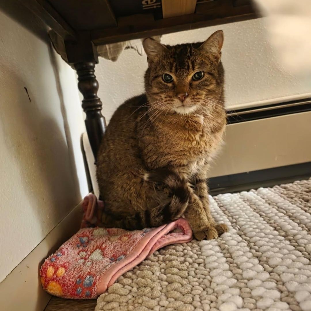 Norman, a ADOPTABLE Domestic Short Hair in Pardeeville, WI image 5/6