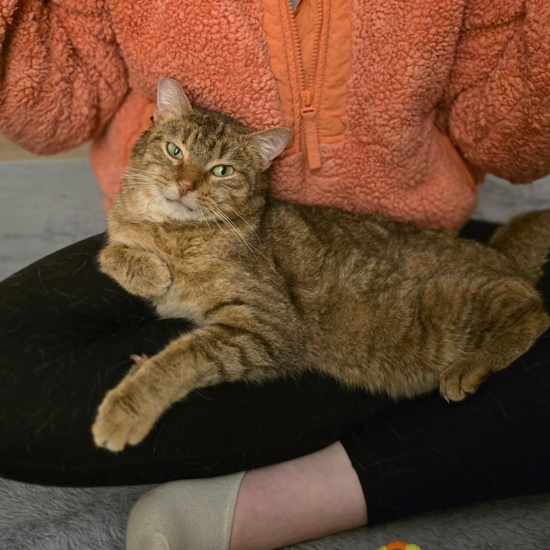 Norman, ADOPTABLE, Senior Male Domestic Short Hair.