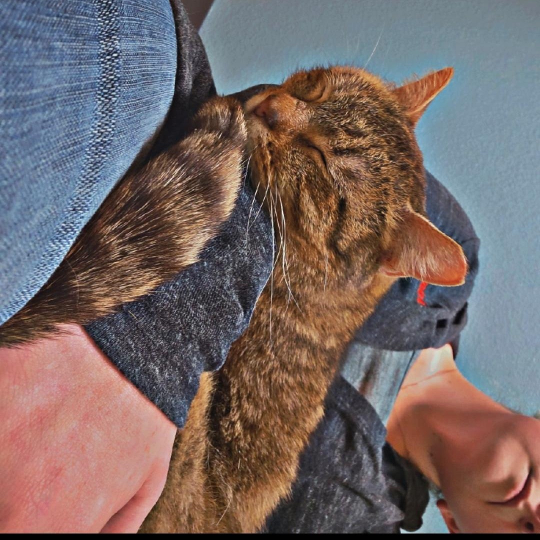 Norman, a ADOPTABLE Domestic Short Hair in Pardeeville, WI image 4/6