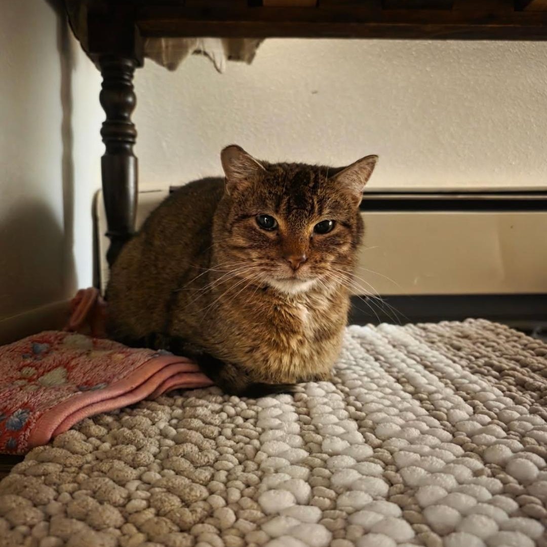 Norman, a ADOPTABLE Domestic Short Hair in Pardeeville, WI image 6/6