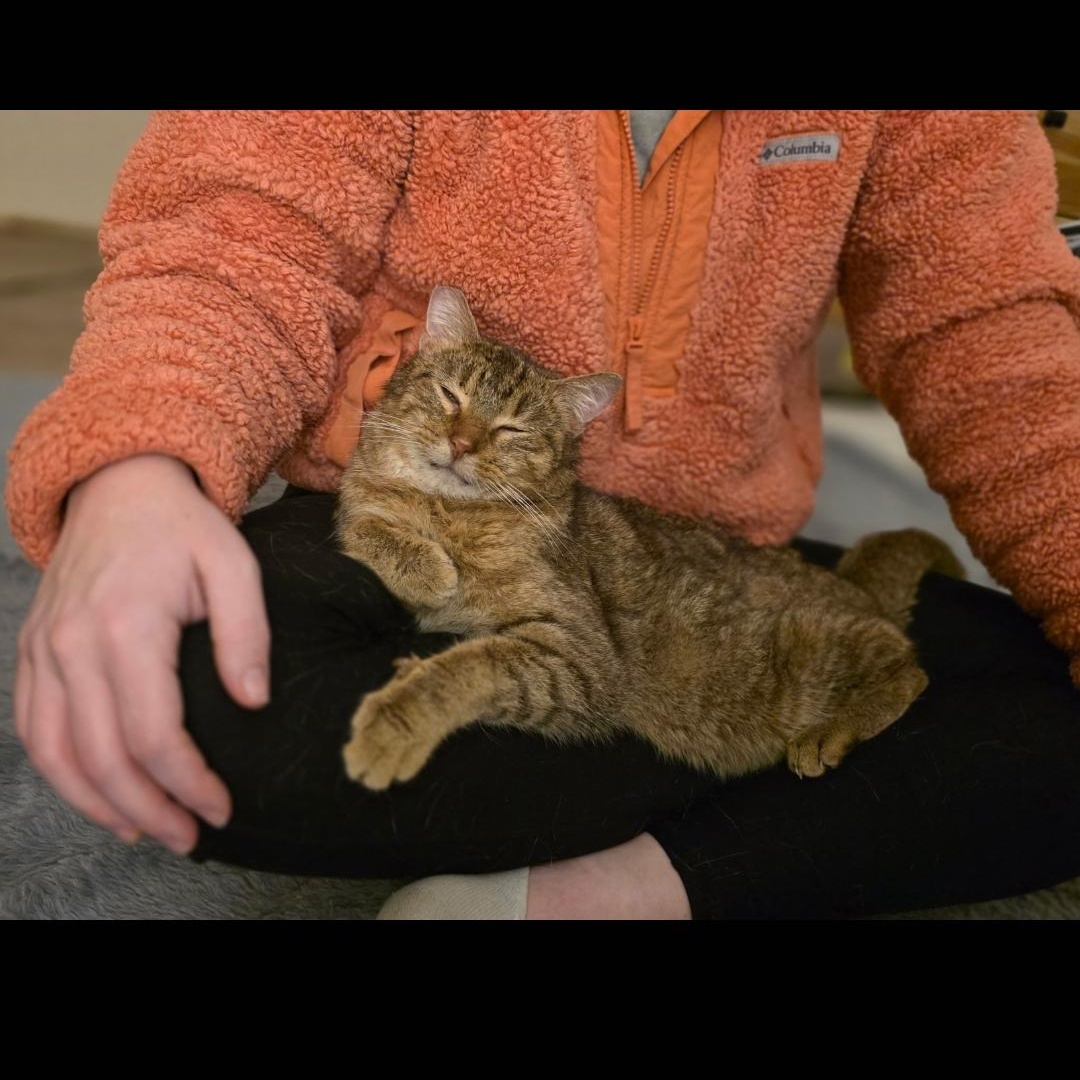 Norman, a ADOPTABLE Domestic Short Hair in Pardeeville, WI image 3/6