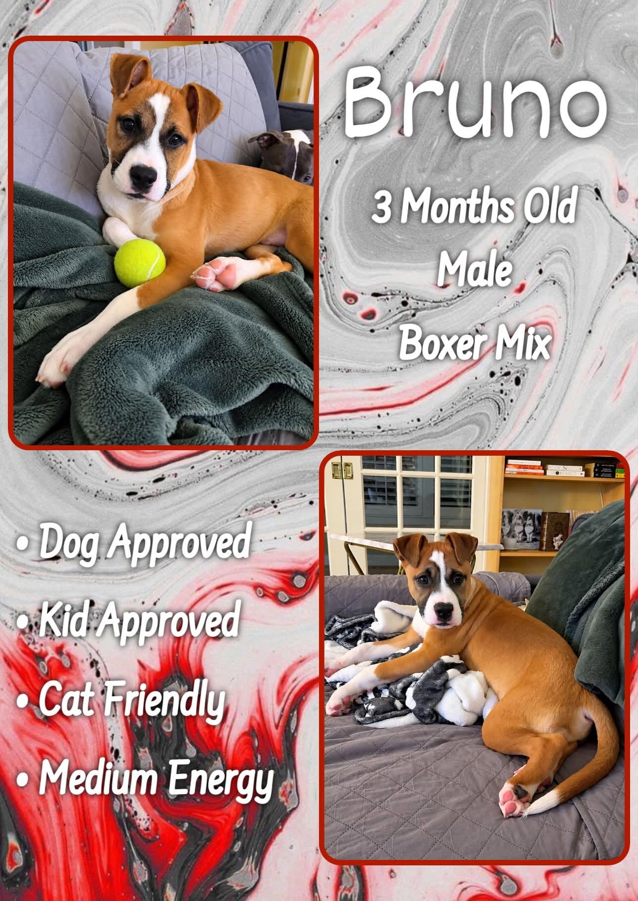 Bruno, Adoptable, Puppy Male Boxer.