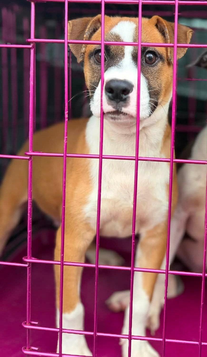 Enlarge Bruno, a Adoptable Boxer in Jacksonville, NC image 2/2