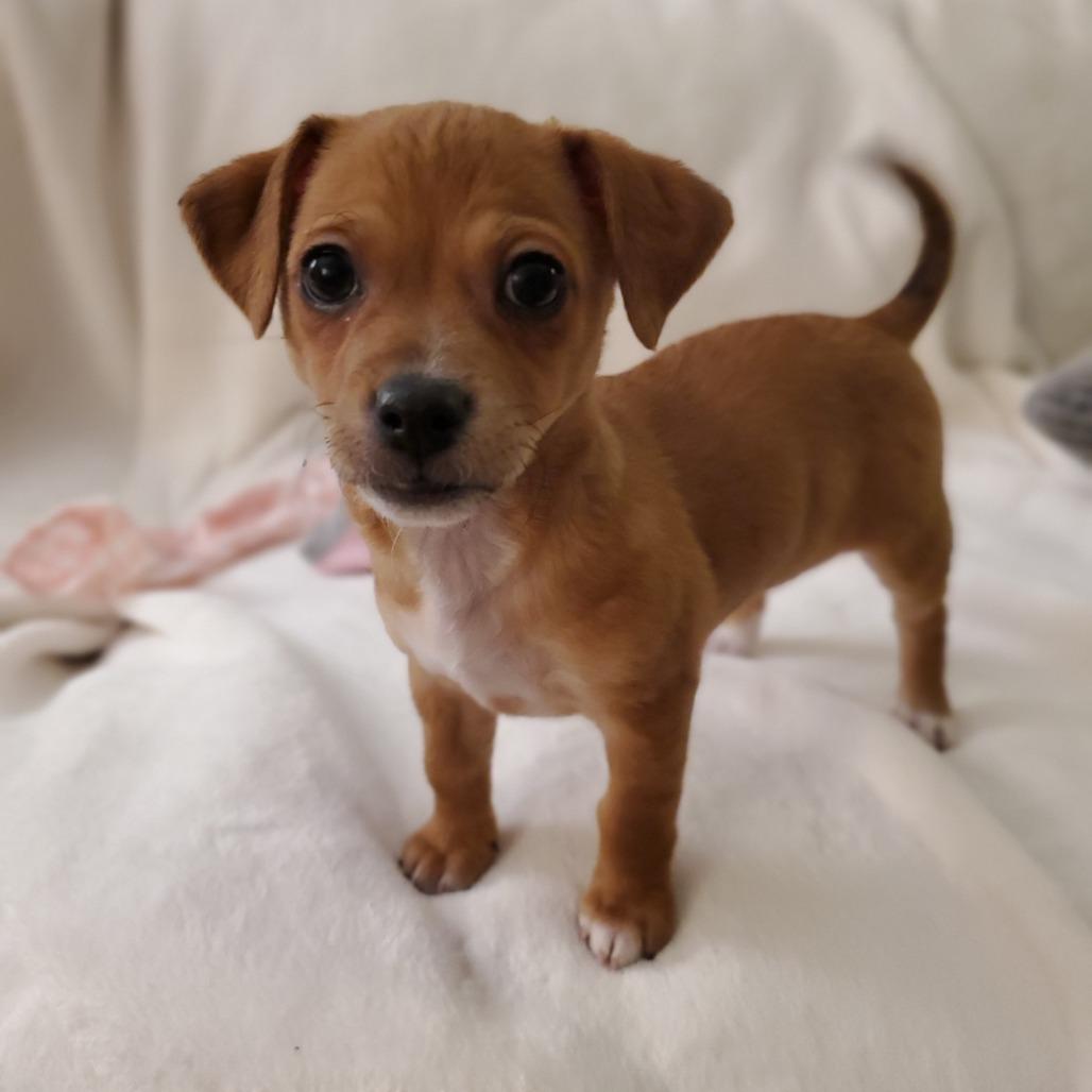 Maggie, Adoptable, Puppy Female Chihuahua.