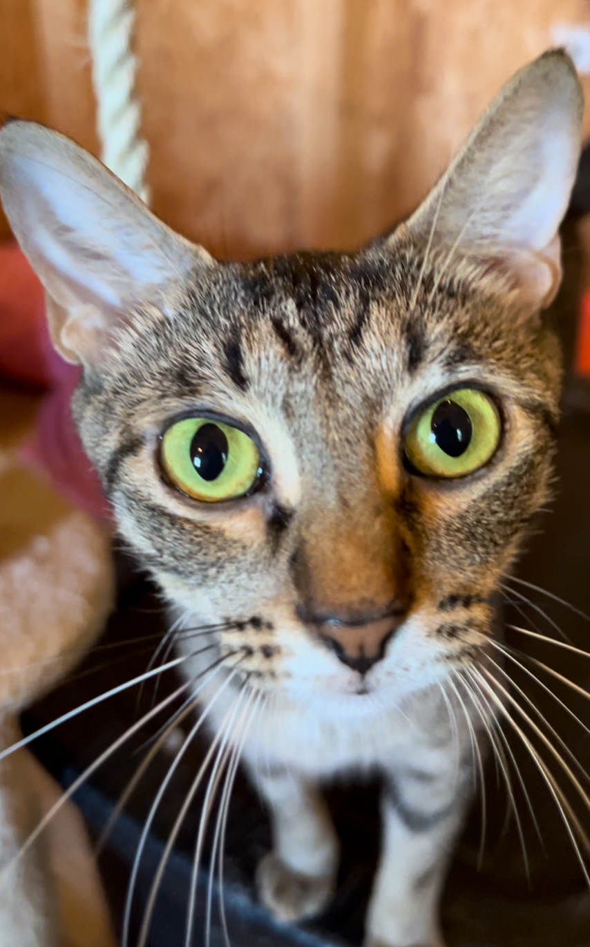 Eden, Adopted, Adult Female Tabby.