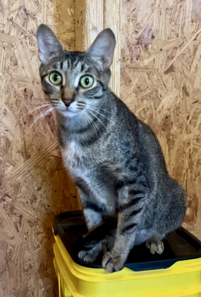 Enlarge Eden, a Adopted Tabby in Decatur, AL image 2/4