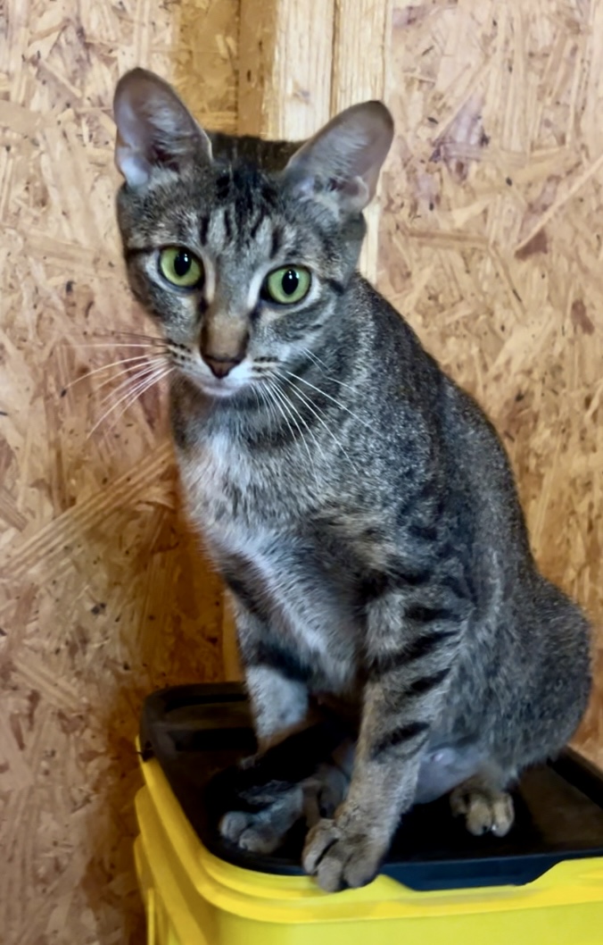 Enlarge Eden, a Adopted Tabby in Decatur, AL image 3/4