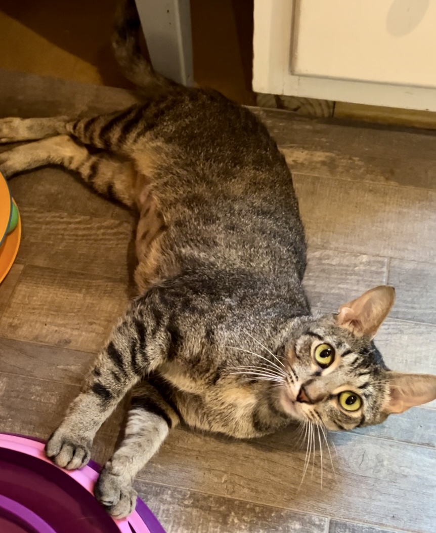 Enlarge Eden, a Adopted Tabby in Decatur, AL image 4/4