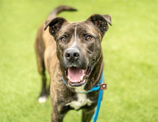 MONTGOMERY, Adoptable, Young Male Pit Bull Terrier.