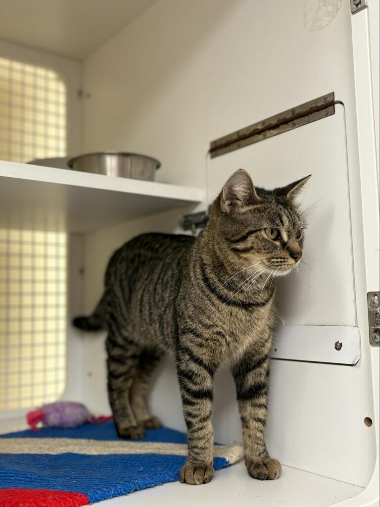 Enlarge Josie, a ADOPTABLE Domestic Short Hair in Indianapolis, IN image 3/4