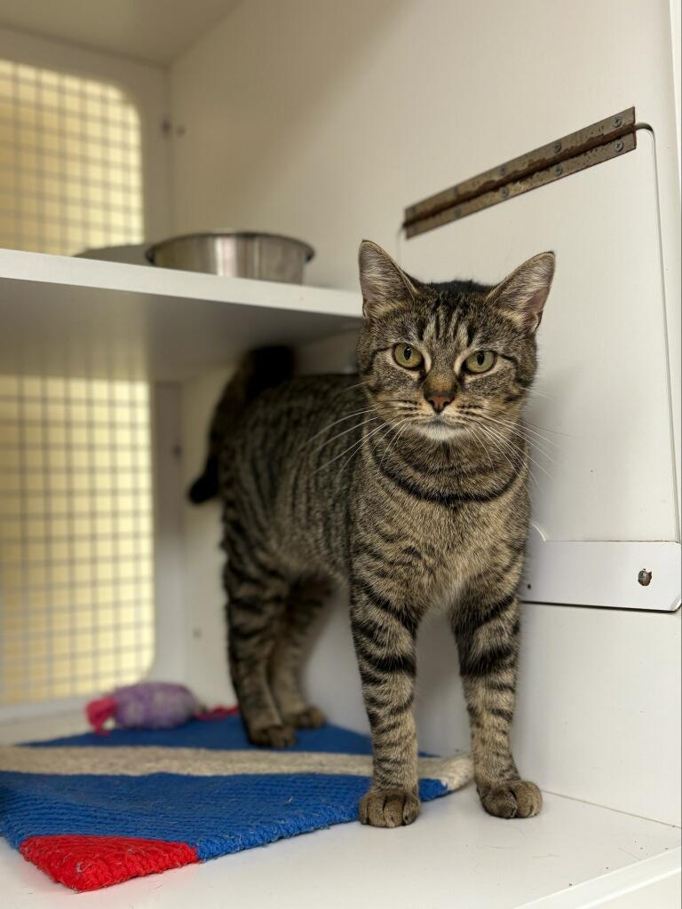 Enlarge Josie, a ADOPTABLE Domestic Short Hair in Indianapolis, IN image 1/4