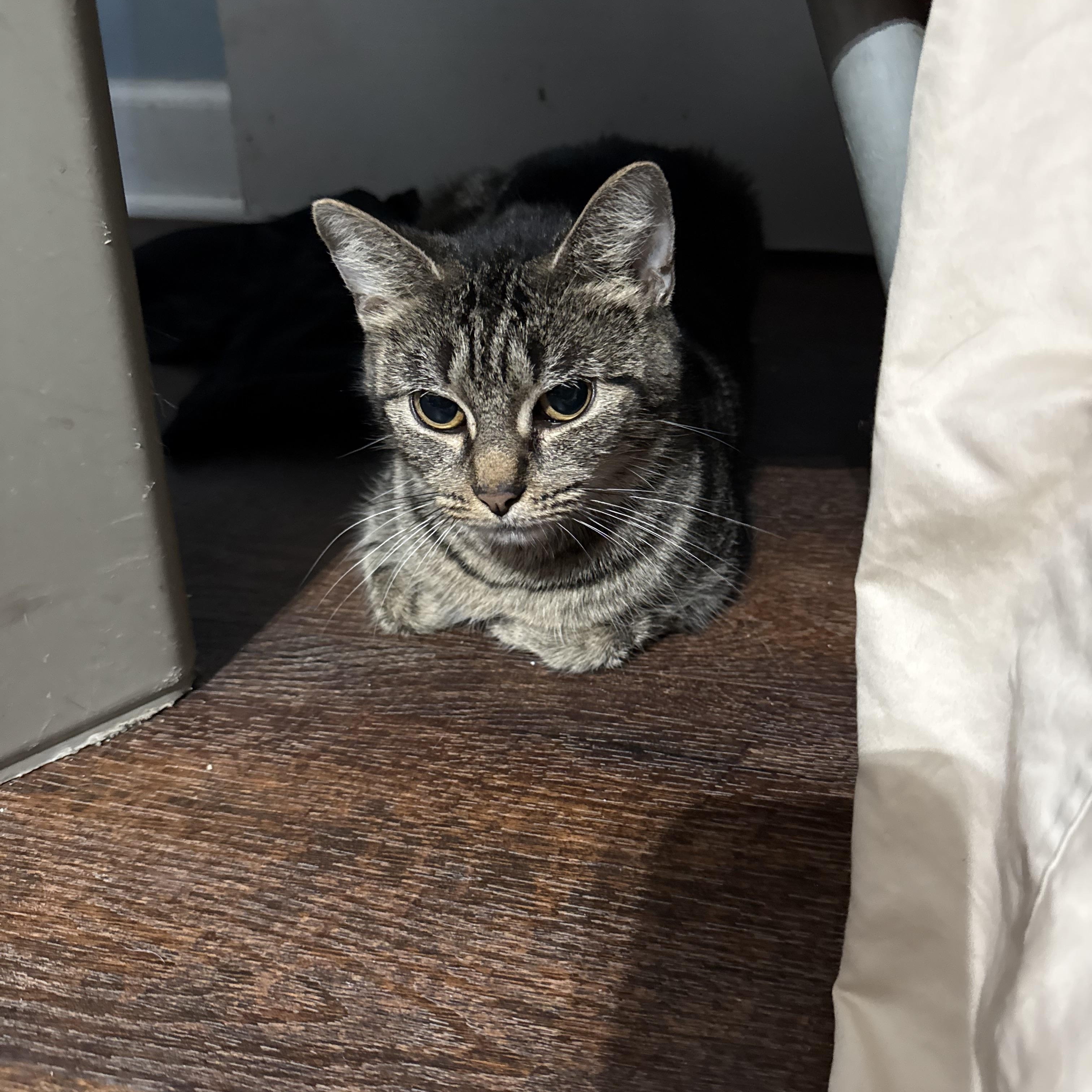 Josie, ADOPTABLE, Adult Female Domestic Short Hair.