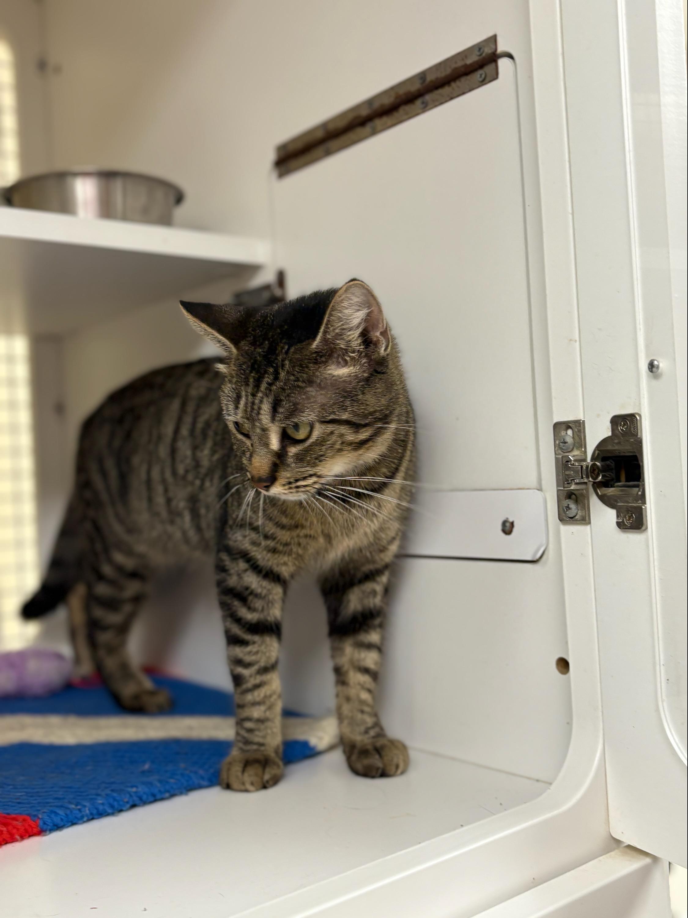 Enlarge Josie, a ADOPTABLE Domestic Short Hair in Indianapolis, IN image 4/4