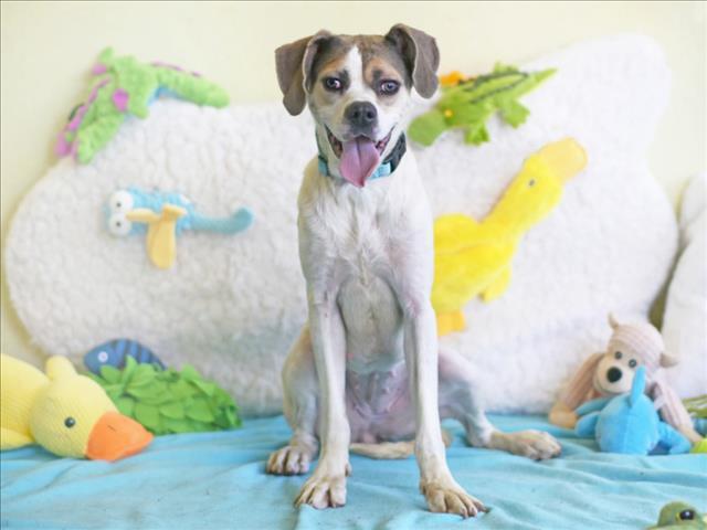 IRIS, Adoptable, Adult Female Boxer & Foxhound.