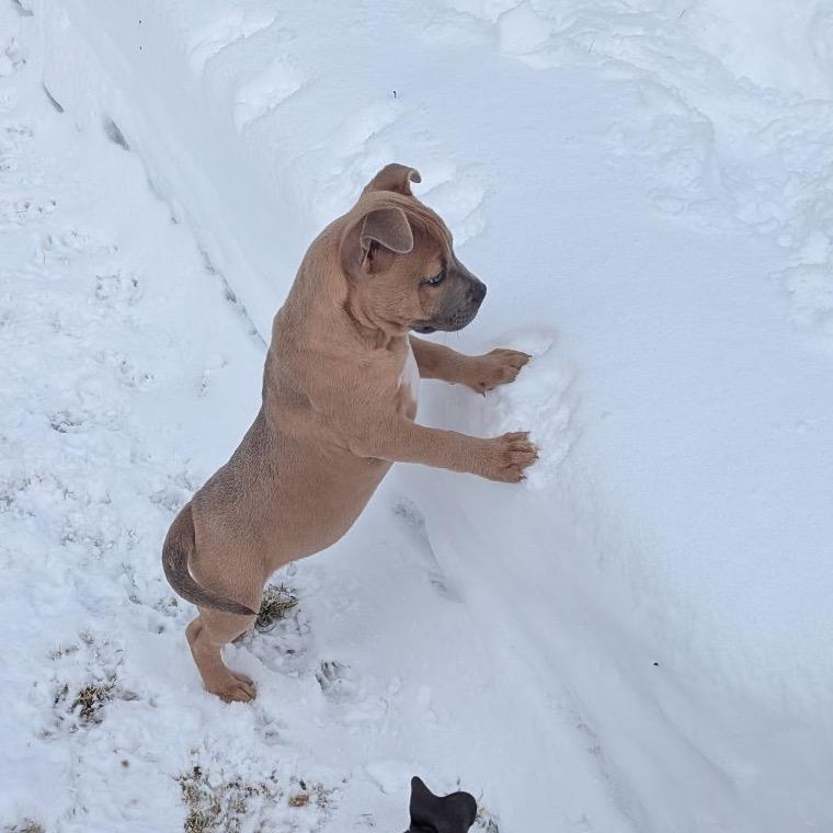 Bunny, Adoptable, Puppy Female Mixed Breed & Mixed Breed.