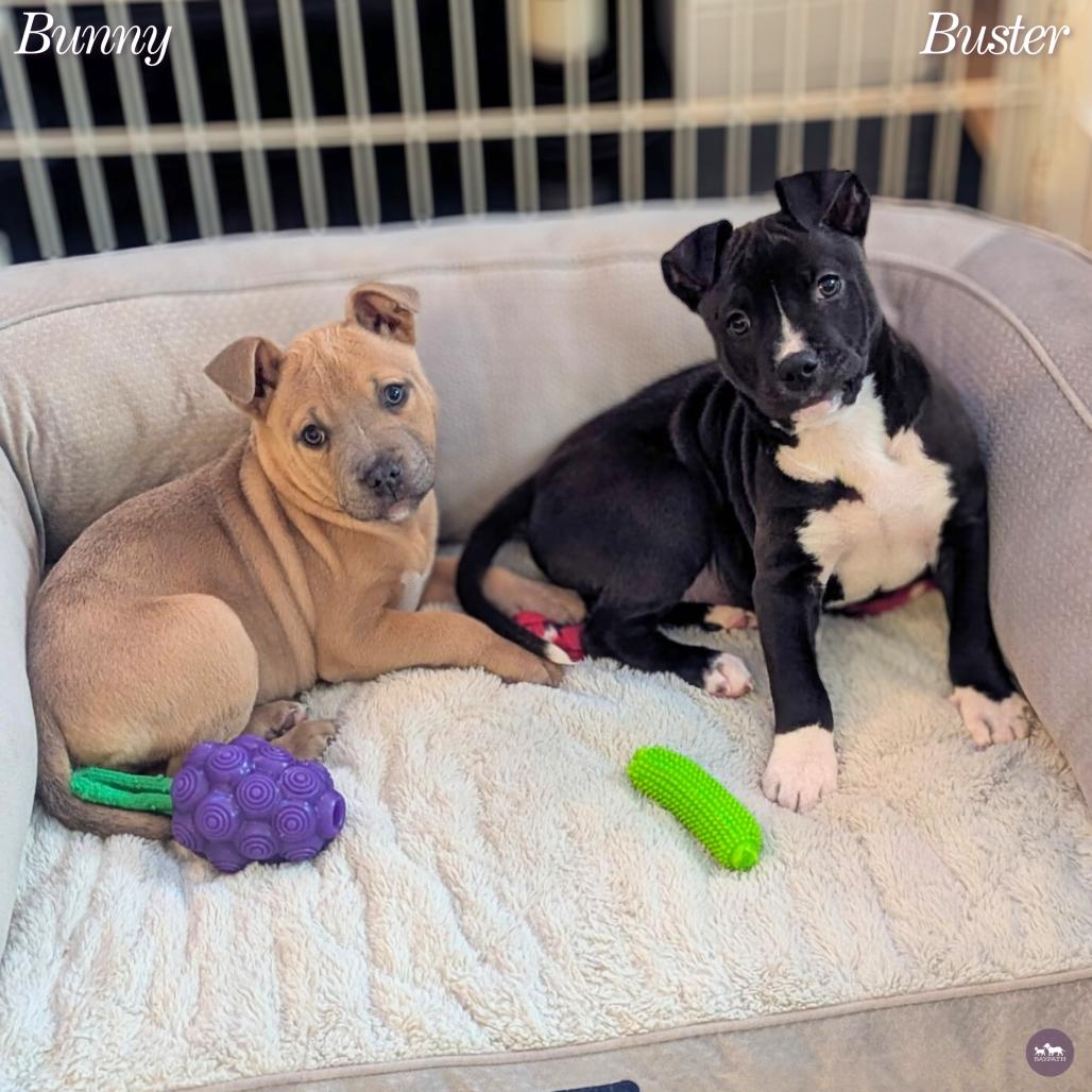 Bunny, a Adoptable mixed breed in Hopkinton, MA image 2/6