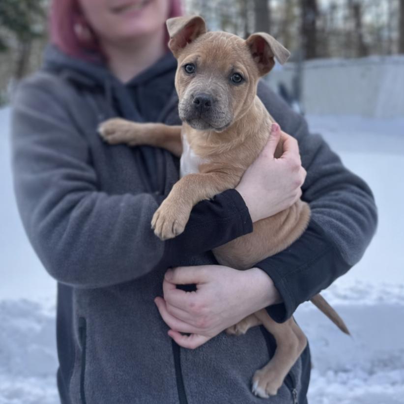 Bunny, a Adoptable mixed breed in Hopkinton, MA image 3/6