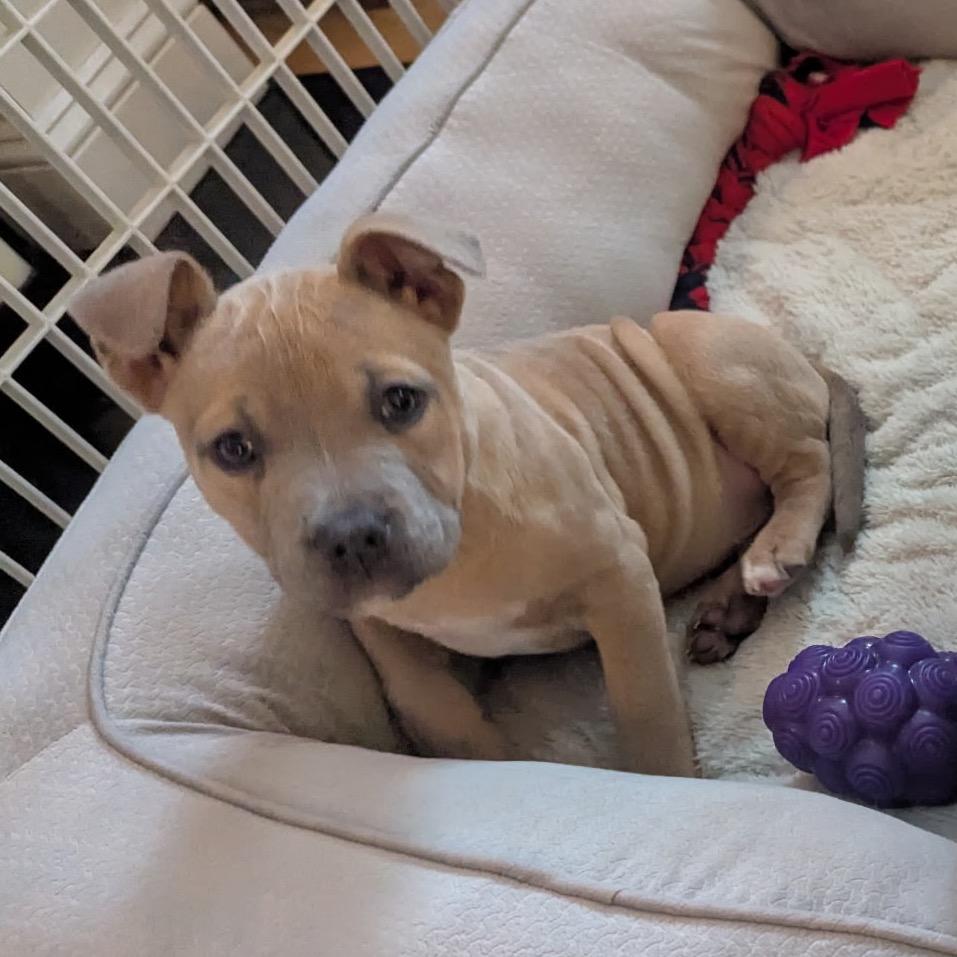 Bunny, a Adoptable mixed breed in Hopkinton, MA image 4/6