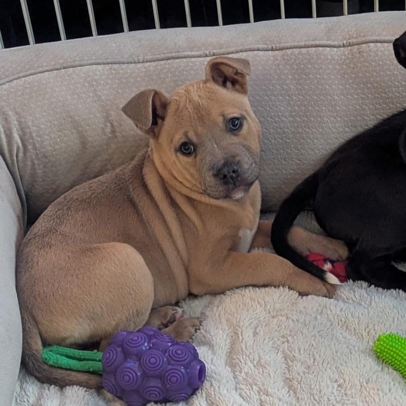 Bunny, a Adoptable mixed breed in Hopkinton, MA image 5/6