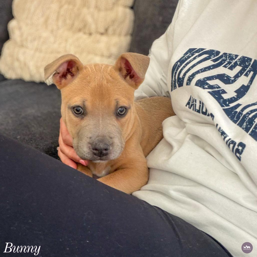 Bunny, a Adoptable mixed breed in Hopkinton, MA image 6/6