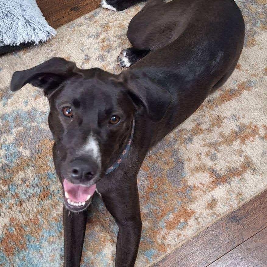 Misty AK, Adult Female Black Labrador Retriever