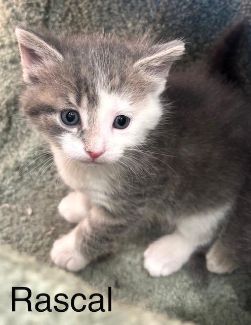 Enlarge Rascal, a Adoptable Domestic Short Hair in Archbold , OH image 1/3