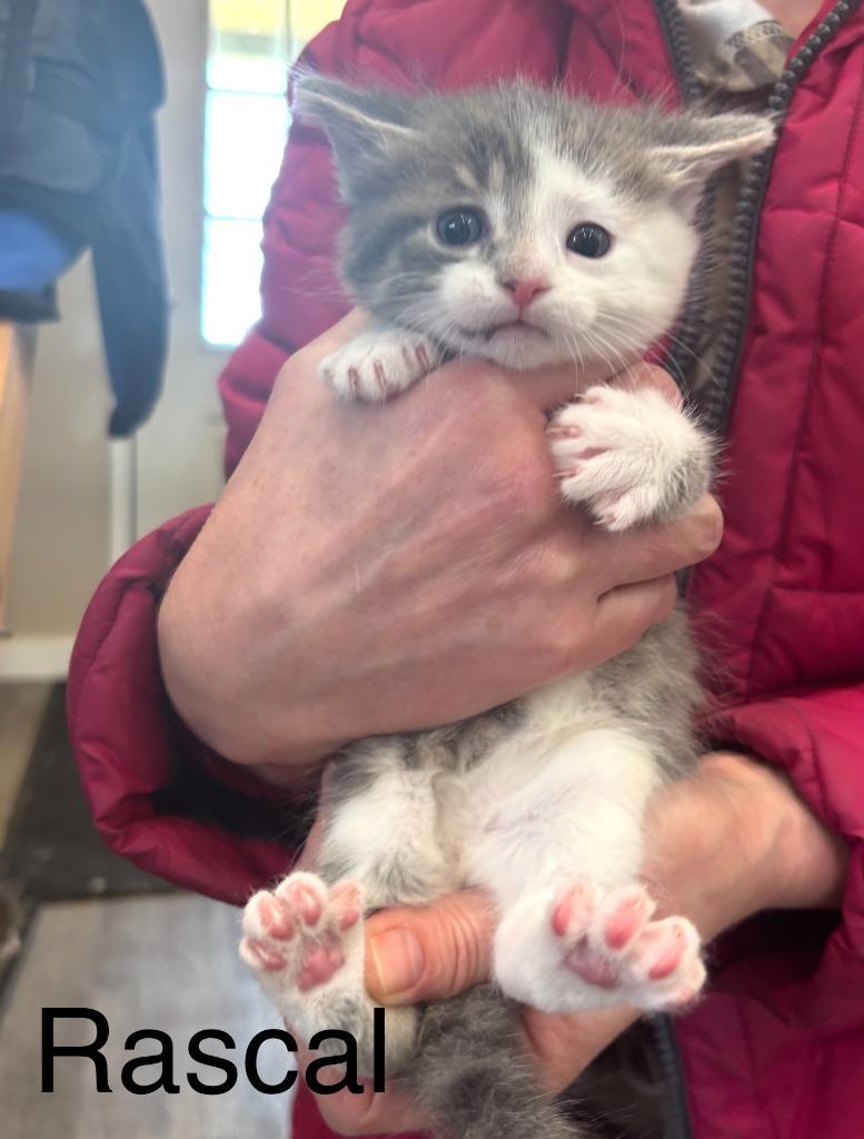 Enlarge Rascal, a Adoptable Domestic Short Hair in Archbold , OH image 2/3