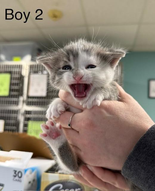 Enlarge Rascal, a Adoptable Domestic Short Hair in Archbold , OH image 3/3