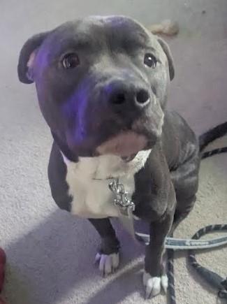 Rocky, a ADOPTABLE mixed breed in Troy, MI image 4/4