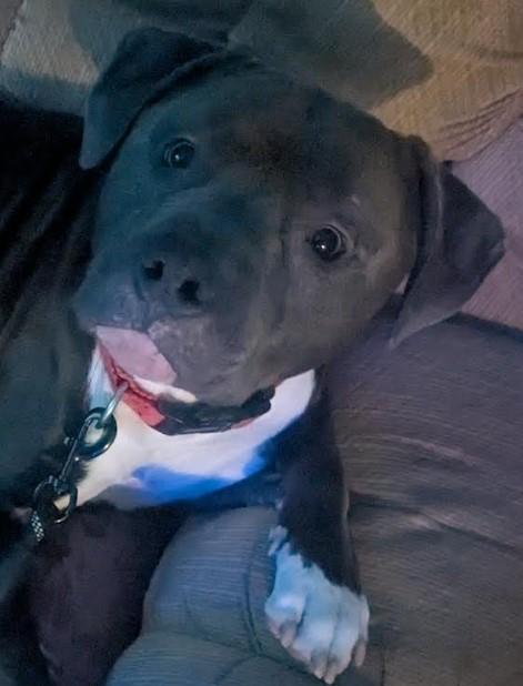 Rocky, a ADOPTABLE mixed breed in Troy, MI image 2/4