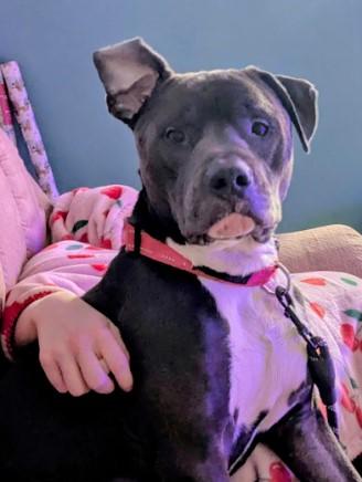 Rocky, ADOPTABLE, Adult Male American Staffordshire Terrier & Pit Bull Terrier.