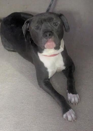 Rocky, a ADOPTABLE mixed breed in Troy, MI image 3/4