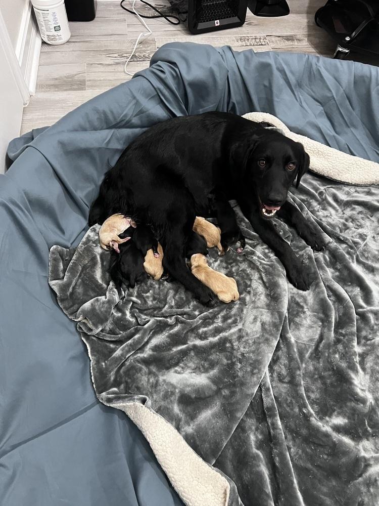 Enlarge Cleghorn / Charlie, a Adopted mixed breed in Broomfield, CO image 1/6